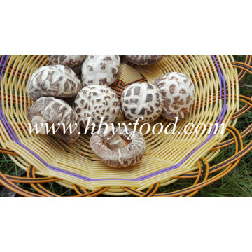 Dried Vegetable White Flower Shiitake Mushroom Prices